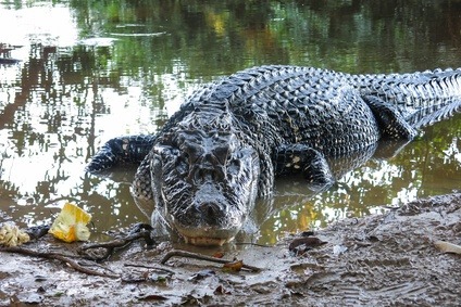 Never smile at A Forex trading crocodile.